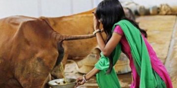 Hindistan’da inek idrarı sütten pahalı