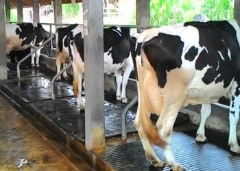 İneklerde Altlık Yönetimi