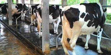 İneklerde Altlık Yönetimi