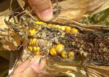 Kanatlı Bağırsak Sağlığına Mikotoksinlerin Etkisi