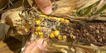 Kanatlı Bağırsak Sağlığına Mikotoksinlerin Etkisi