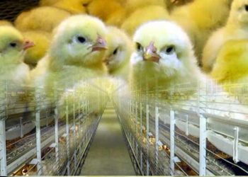 Kuluçkahane Atıklarının Kanatlı Yemine Katılması