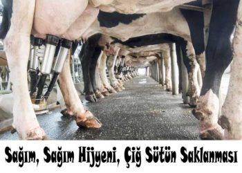 Sağım, Sağım Hijyeni, Çiğ Sütün Saklanması