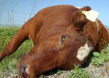 Sığırlarda Ani Ölümler