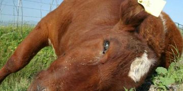 Sığırlarda Ani Ölümler