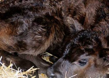 Sıklıkla Karşılaştığımız Buzağı Hastalıkları