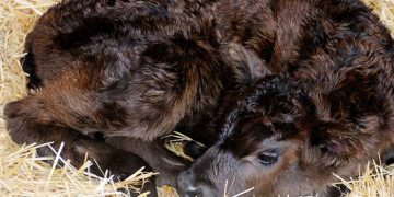 Sıklıkla Karşılaştığımız Buzağı Hastalıkları