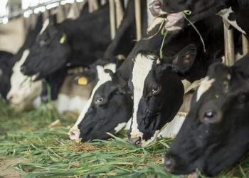 Süt Sığırcılığında Yemleme Programları