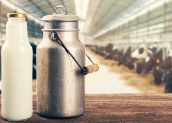 Süt Ucuz Yem Pahalı