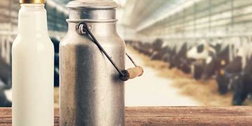 Süt Ucuz Yem Pahalı