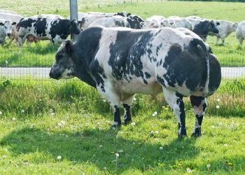 Süt ve Besi Sığırcılığı Yatırımlarında Dikkat Edilmesi Gerekenler