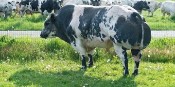 Süt ve Besi Sığırcılığı Yatırımlarında Dikkat Edilmesi Gerekenler