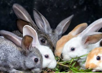 Tavşanların Fizyolojik ve Genetik Özellikleri