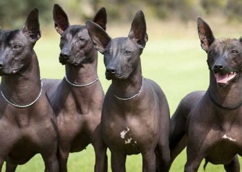 Tüy Dökmeyen Köpek Irkları