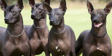 Tüy Dökmeyen Köpek Irkları