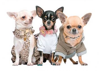 Yararlılık İlkesi Nedir?