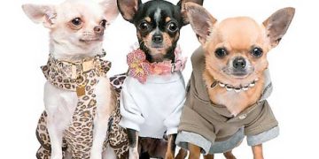 Yararlılık İlkesi Nedir?