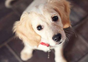 Yardımcı Kese Nedir?