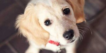 Yardımcı Kese Nedir?