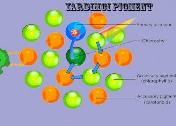 Yardımcı Pigment Nedir?
