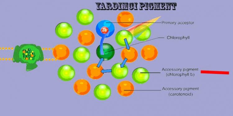 Yardımcı Pigment Nedir?