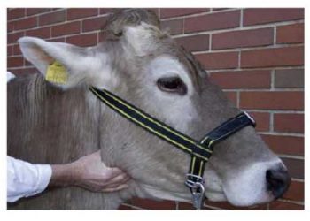 Yardımcı Solunum Hareketleri Nedir?