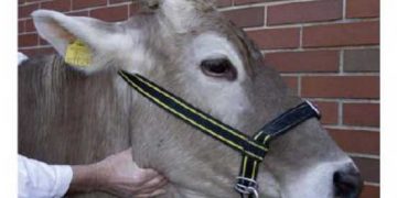 Yardımcı Solunum Hareketleri Nedir?