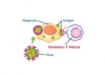 Yardımcı T Hücre Nedir?