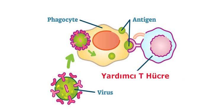 Yardımcı T Hücre Nedir?