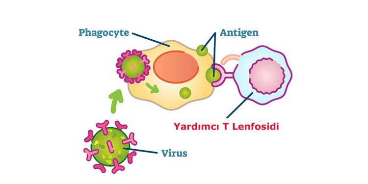 Yardımcı T Lenfosidi Nedir?