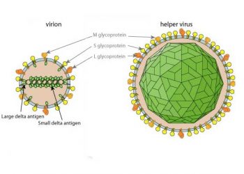 Yardımcı Virüs Nedir?