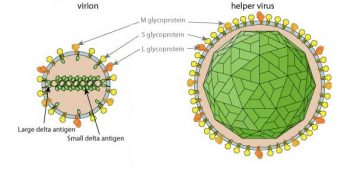 Yardımcı Virüs Nedir?