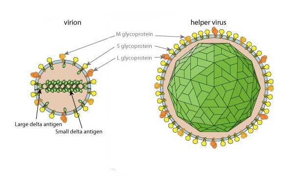 Yardımcı Virüs Nedir?