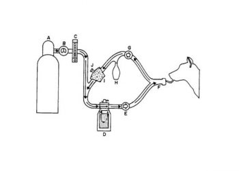 Yarı Açık Anestezi Yöntemi Nedir?