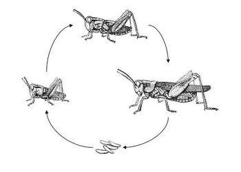Yarı Başkalaşım Nedir?