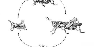 Yarı Başkalaşım Nedir?