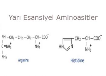 Yarı Esansiyel Aminoasitler Nedir?