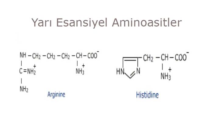 Yarı Esansiyel Aminoasitler Nedir?