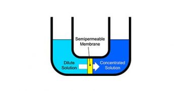 Yarı Geçirgen Zar Nedir?