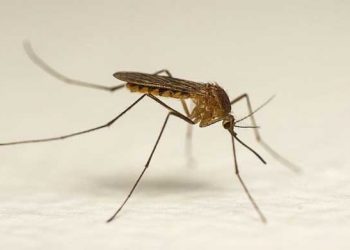 Yarı Kış Uykusu Nedir?