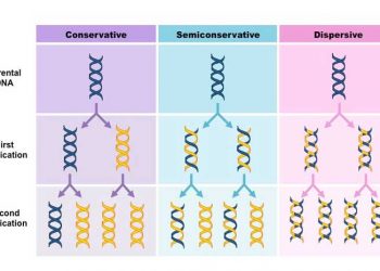 Yarı Korumalı Replikasyon Nedir?