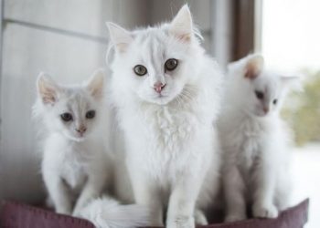 Ankara Kedisi Bakımı ve Özellikleri