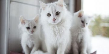 Ankara Kedisi Bakımı ve Özellikleri