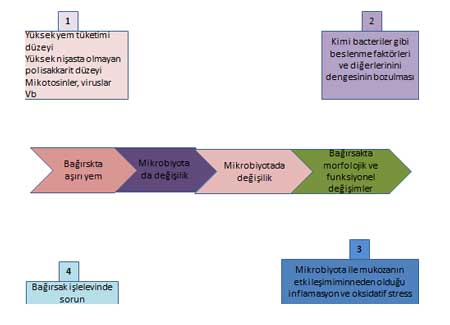 Şekil 2 – Bakteriyel enteritis şiddet siklusu