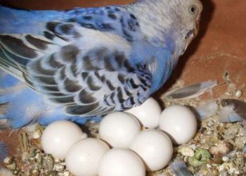 Evcil Kuşlarda Aşırı veya Kronik Yumurtlama