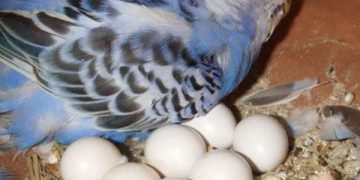 Evcil Kuşlarda Aşırı veya Kronik Yumurtlama