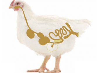 Kanatlılarda Bağırsak Sağlığı Bütünsel Bir Yaklaşım