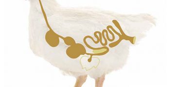 Kanatlılarda Bağırsak Sağlığı Bütünsel Bir Yaklaşım