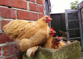 Kanatlılarda Mikotoksin Problemi