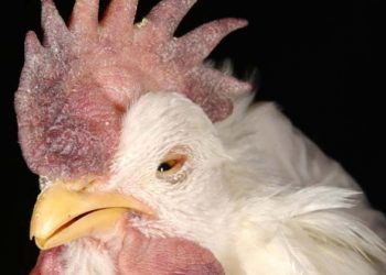 Newcastle Hastalığında Epidemiyojik Bir Çalışma